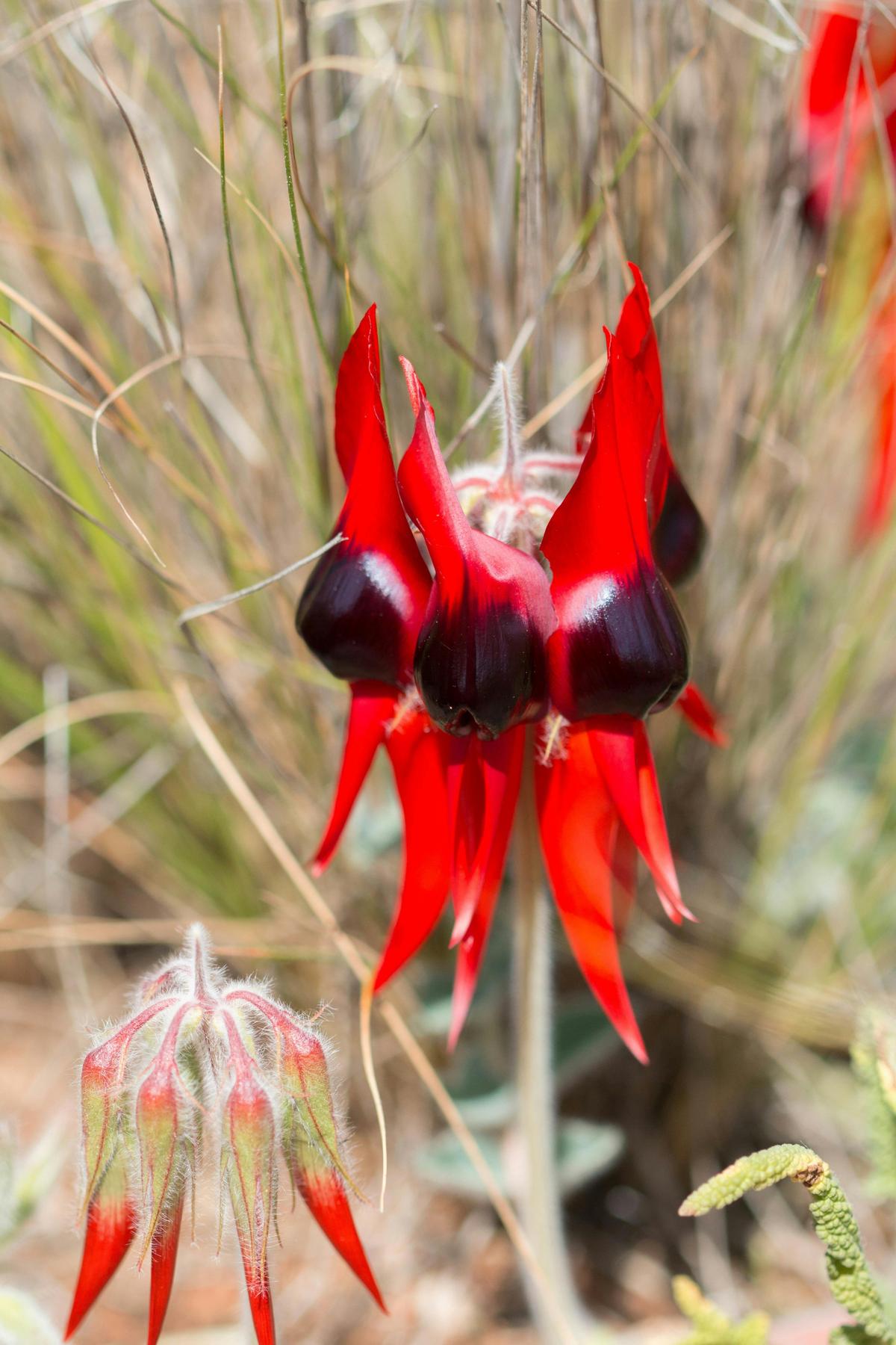 Australian Wildlife Conservancy Scotia