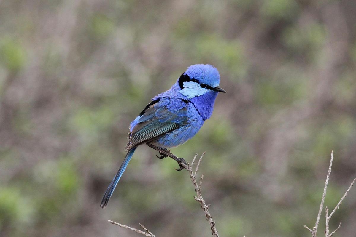 Australian Wildlife Conservancy Scotia