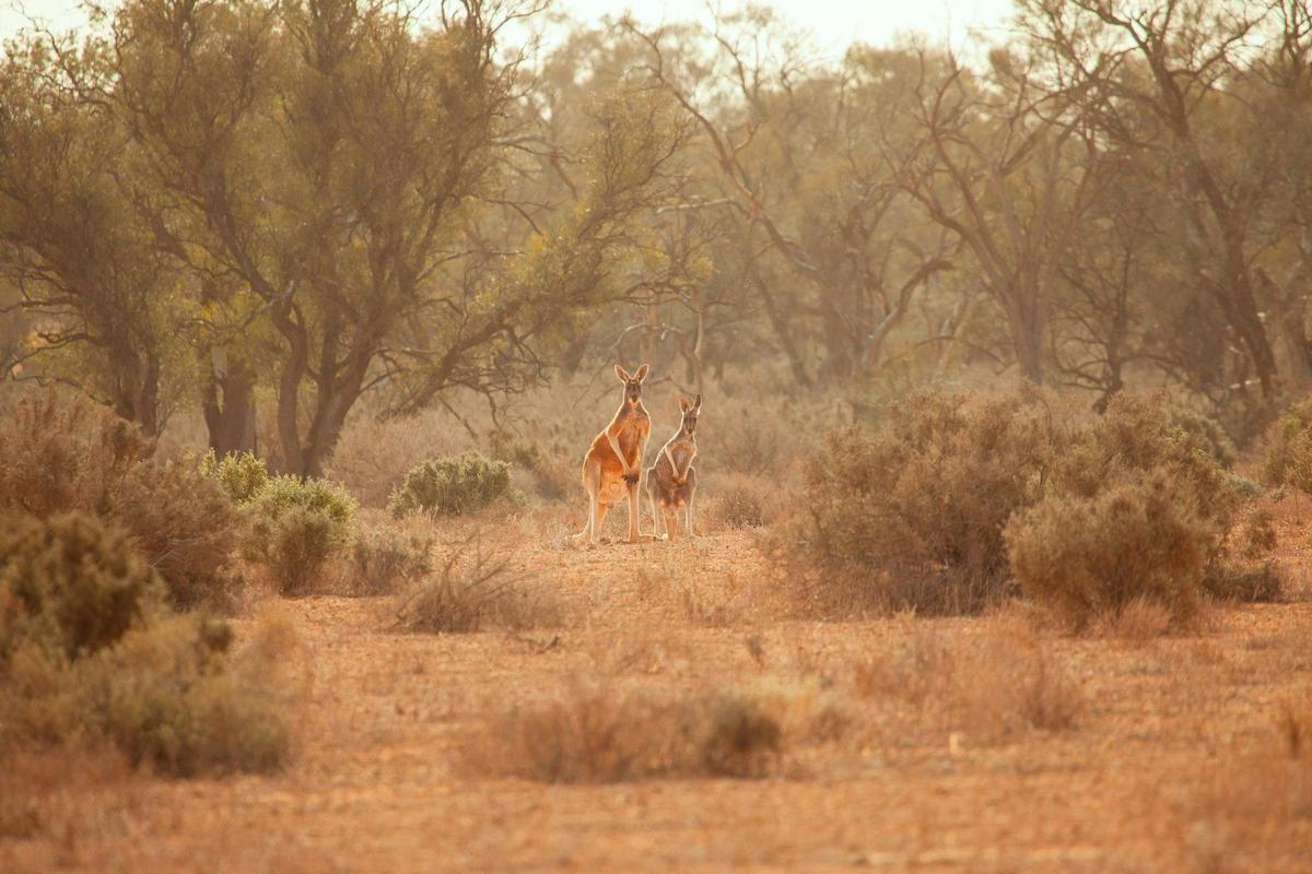 Kangaroos at Mungo National Park