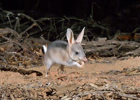 Australian Wildlife Conservancy Scotia