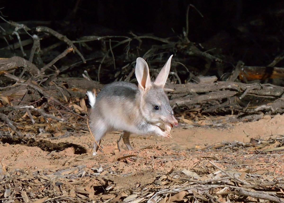 Australian Wildlife Conservancy Scotia