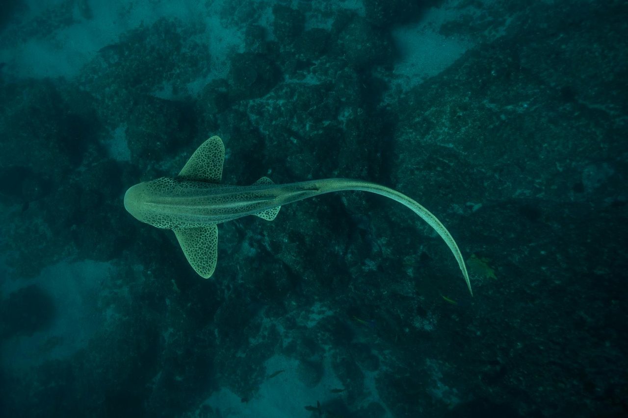 Leopard shark at Cook Island