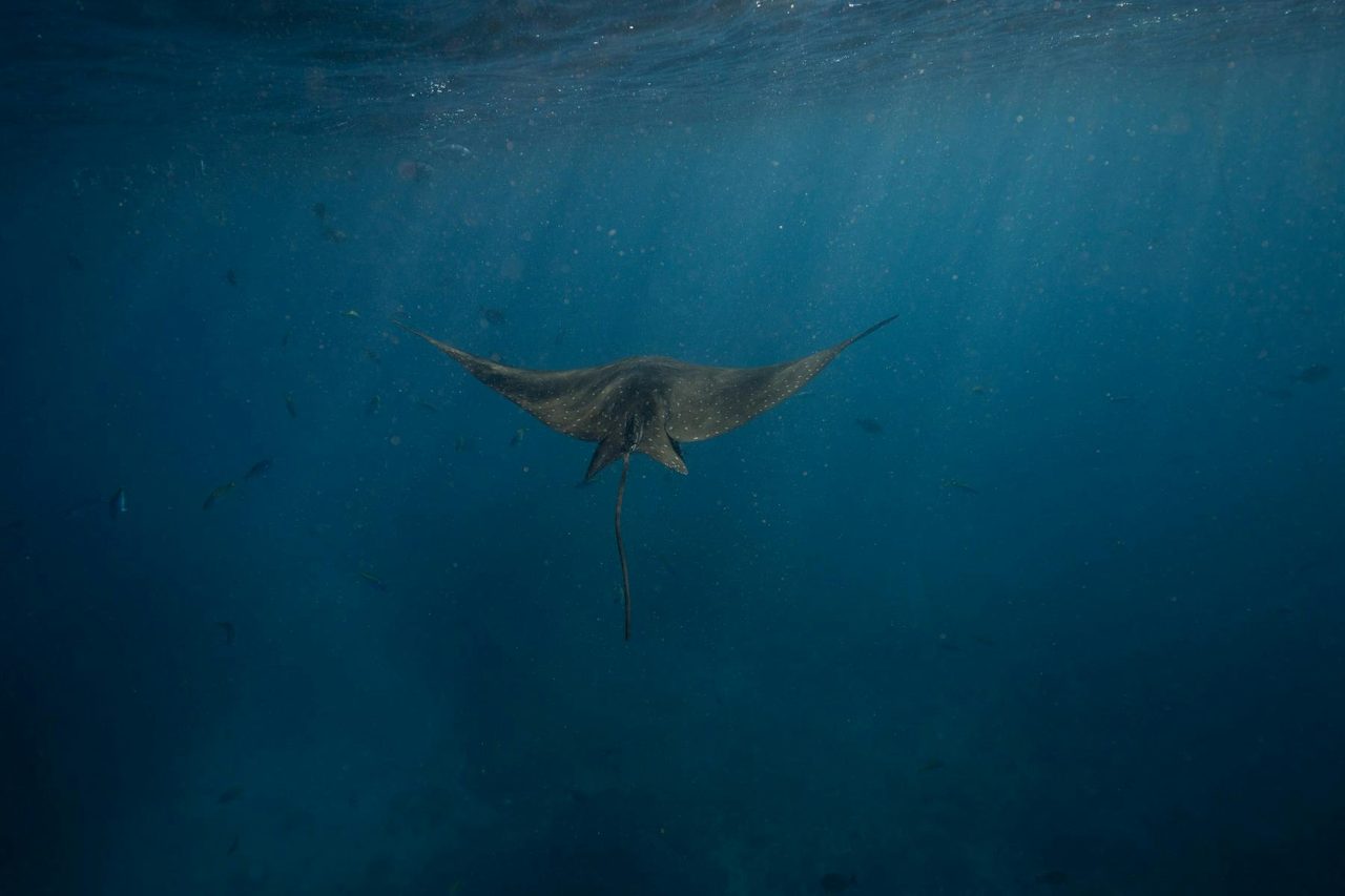 Ray at Cook Island