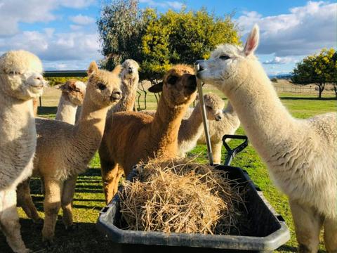 Blackwattle Alpaca Farm