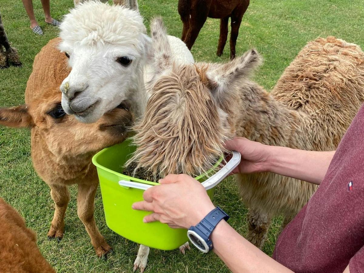 Blackwattle Alpaca Farm