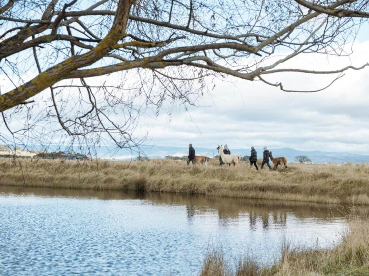 Blackwattle Alpaca Farm