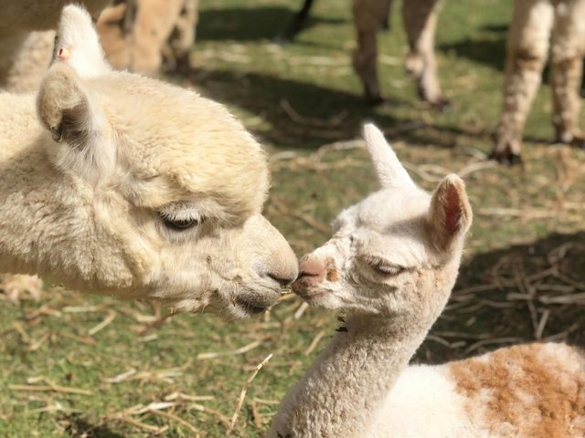 Blackwattle Alpaca Farm Tours