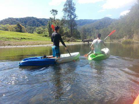 Cows on riverbank 0n Upper Bellingen River with C-Change Adventures