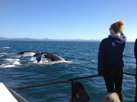 Blue Bay Whale Watching