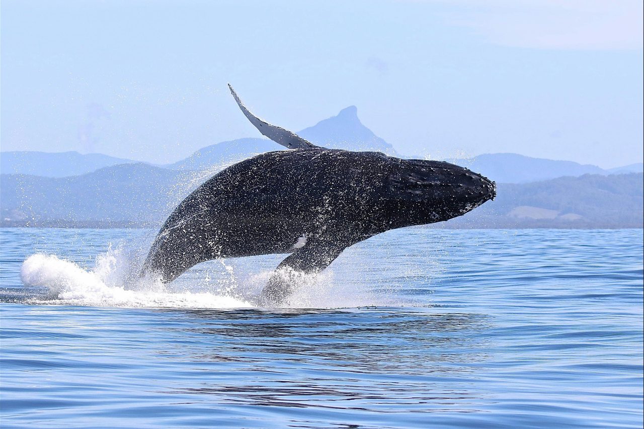 Blue Bay Whale Watching