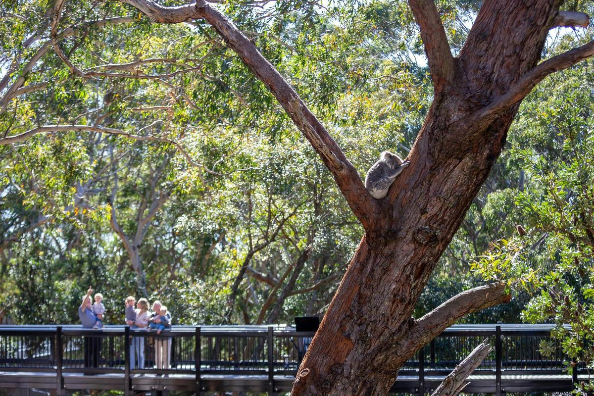 Koala Sanctuary SKYwalk