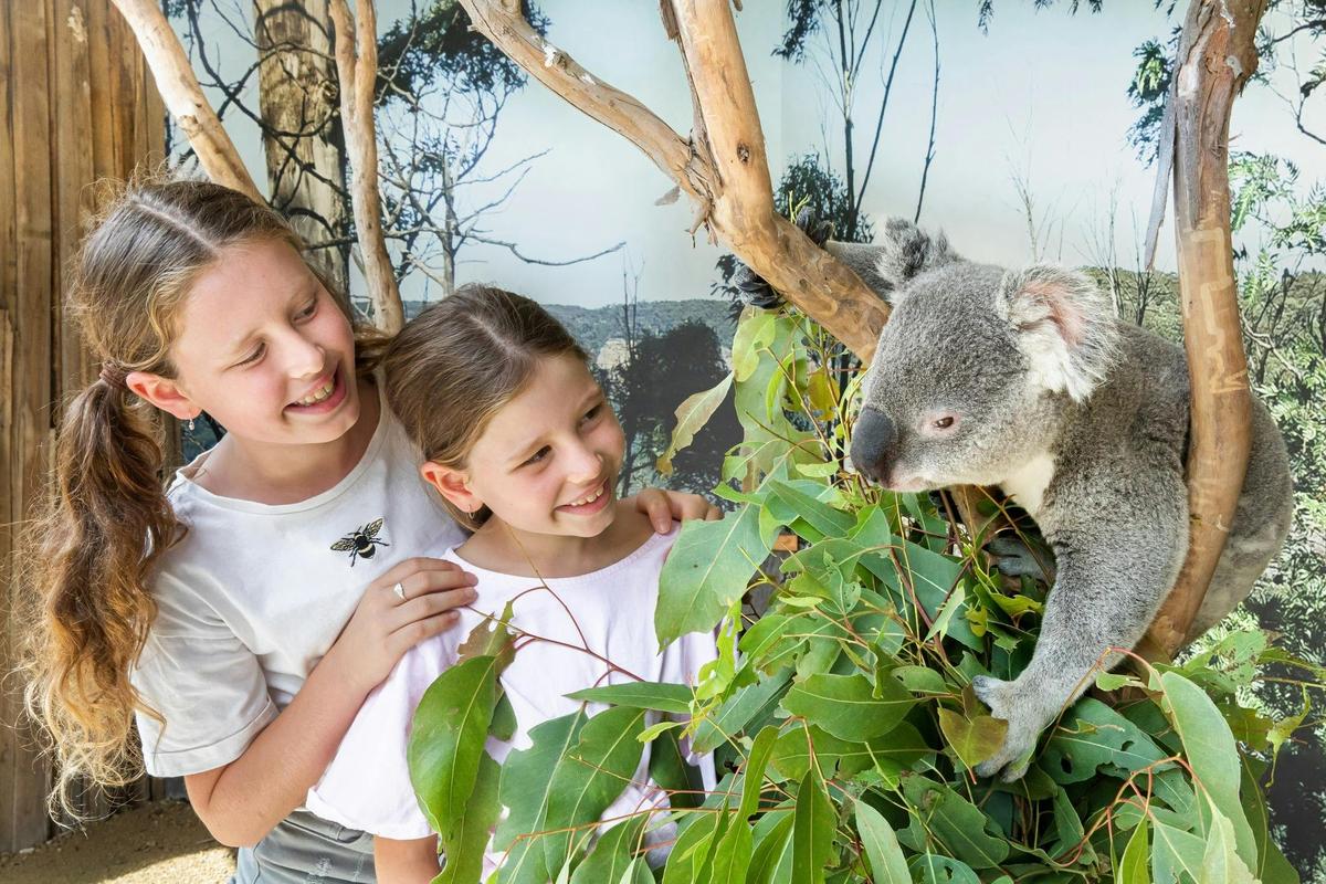 Taking photo with koala