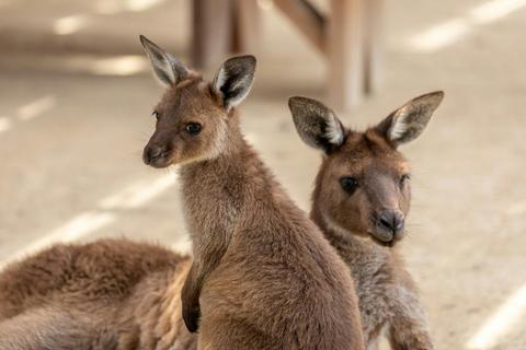 Sydney Zoo Kangaroo