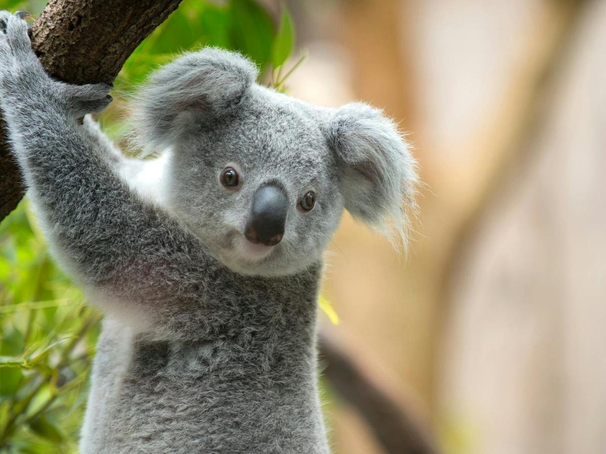 22 Day Sydney to Cairns Semi-Guided East Coast Tour