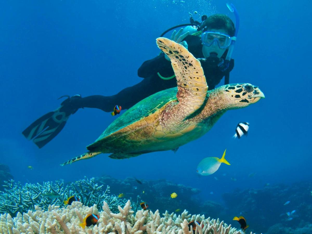 Scuba diver swimming alongside a sea turtle above coral reef, Great Barrier Reef
