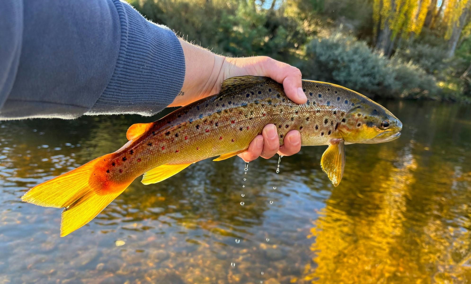 Thredbo River Brown Trout