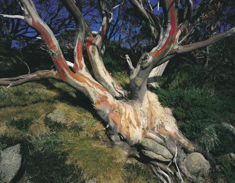 KOS Snow Gum at Charlotte Pass from TNSW
