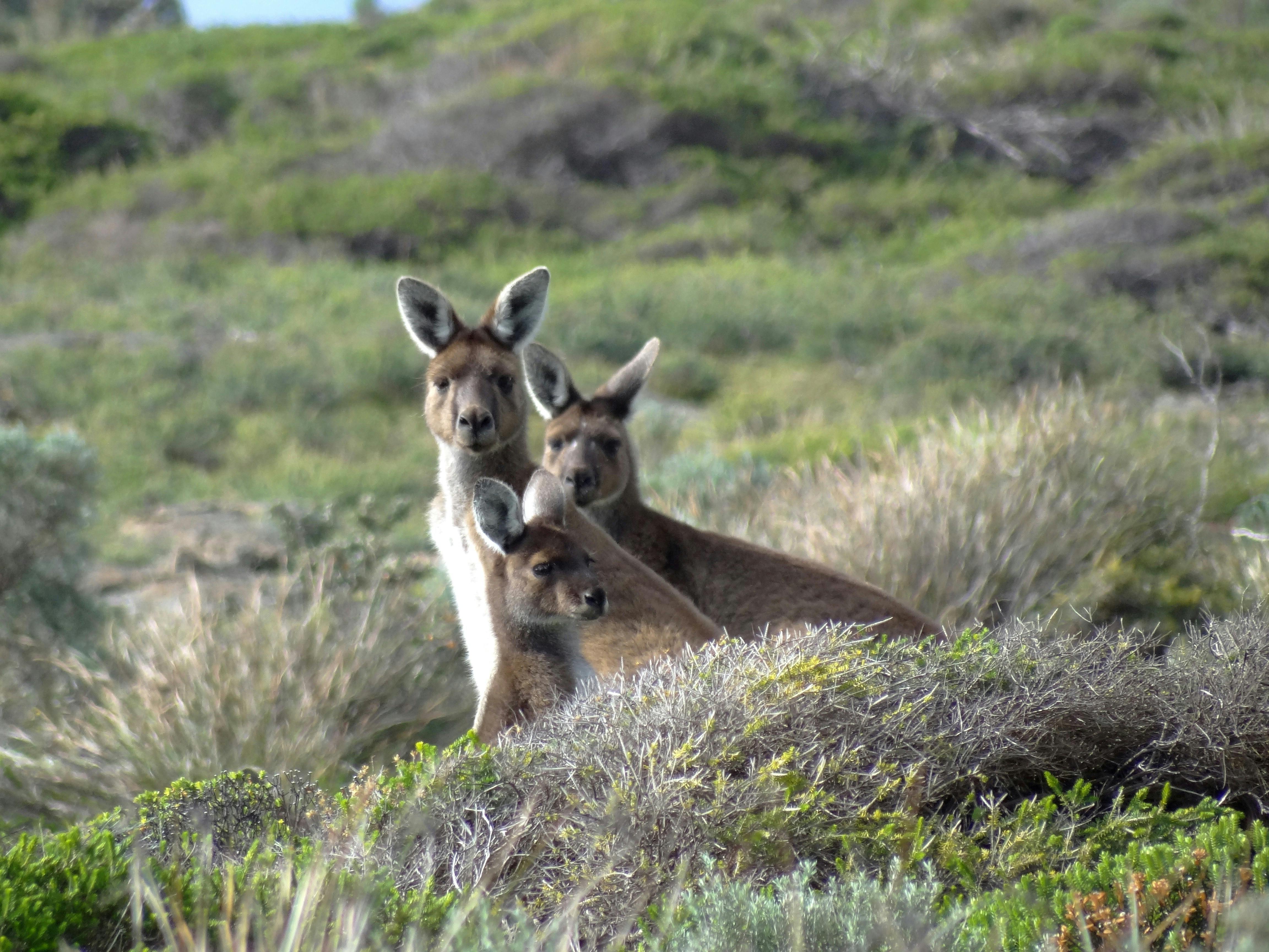 Kangaroos in the wild