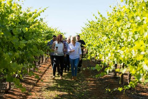 Strolling through the Vineyard