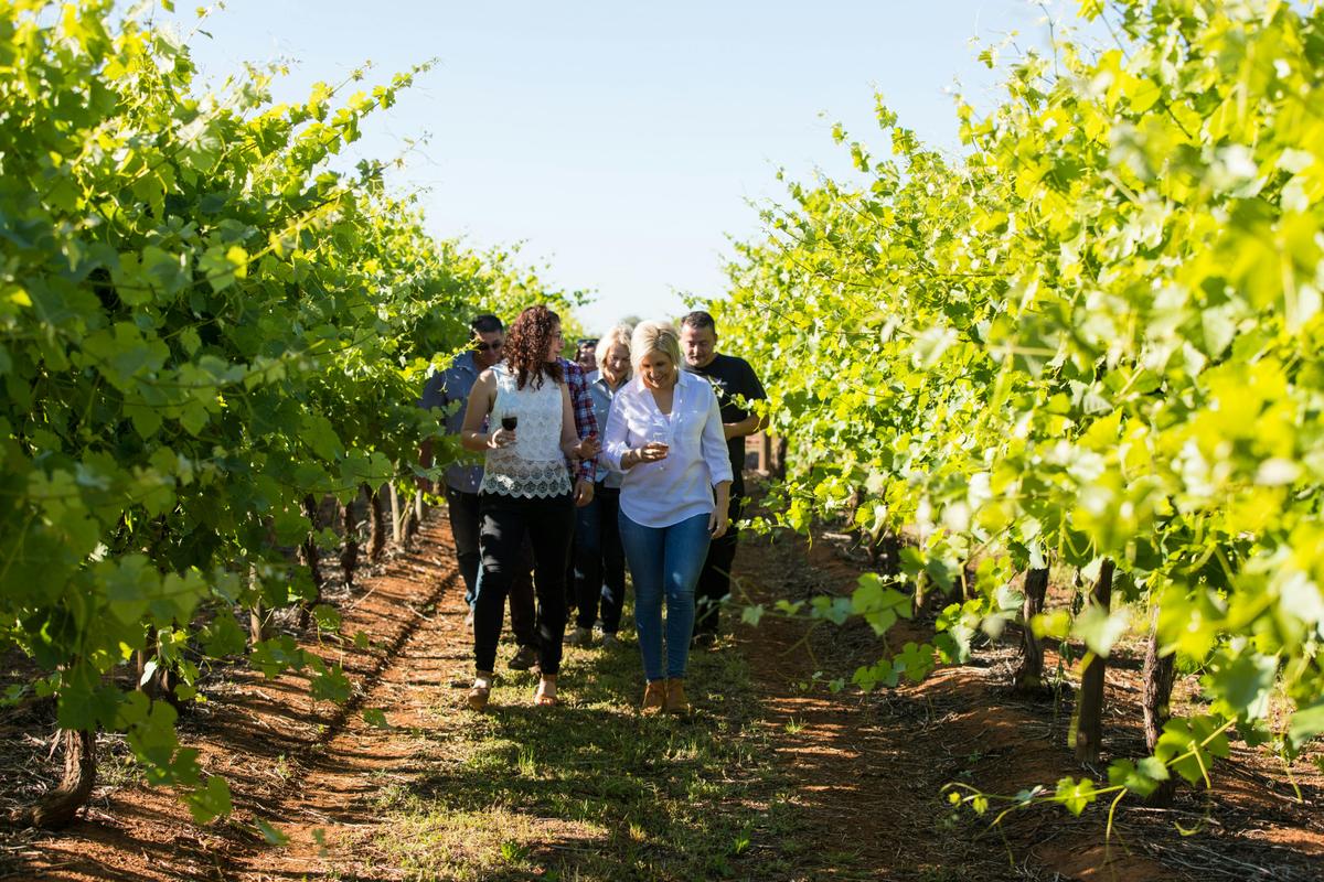 Strolling through the Vineyard