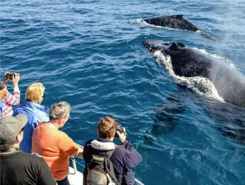 Afternoon Whale Watching Tours