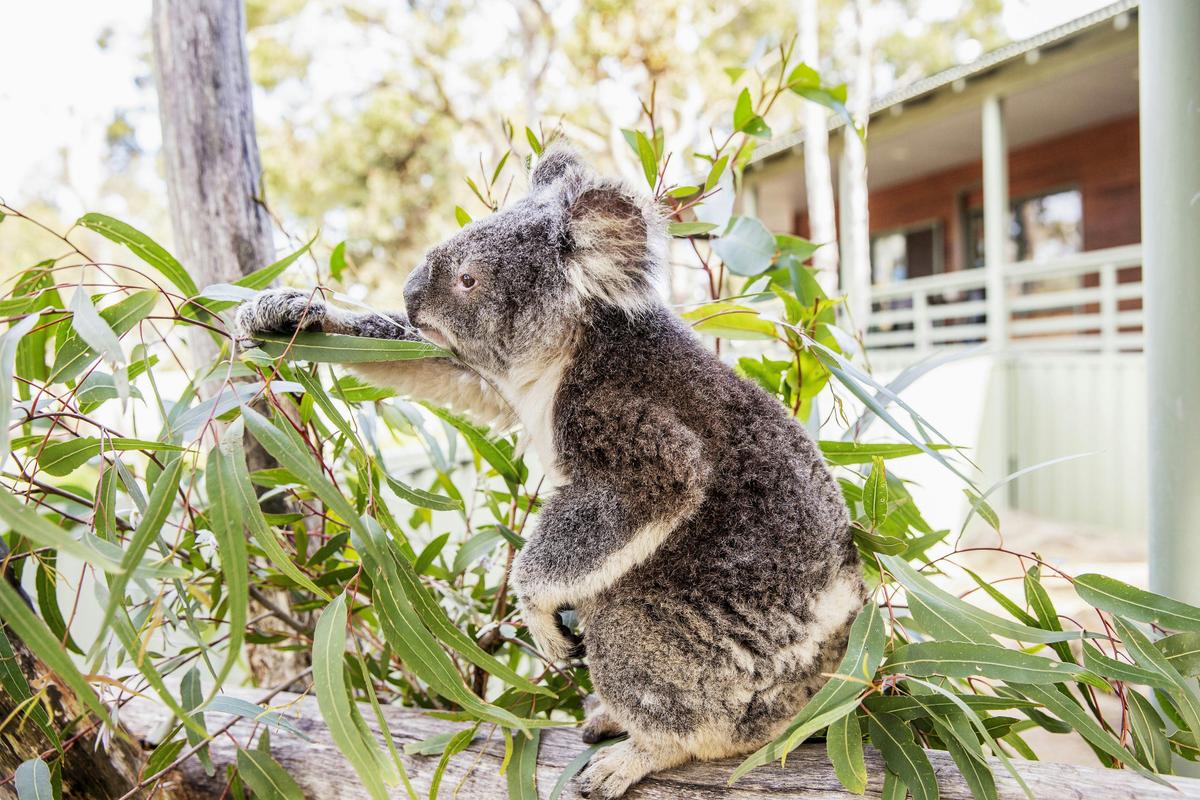 Koala