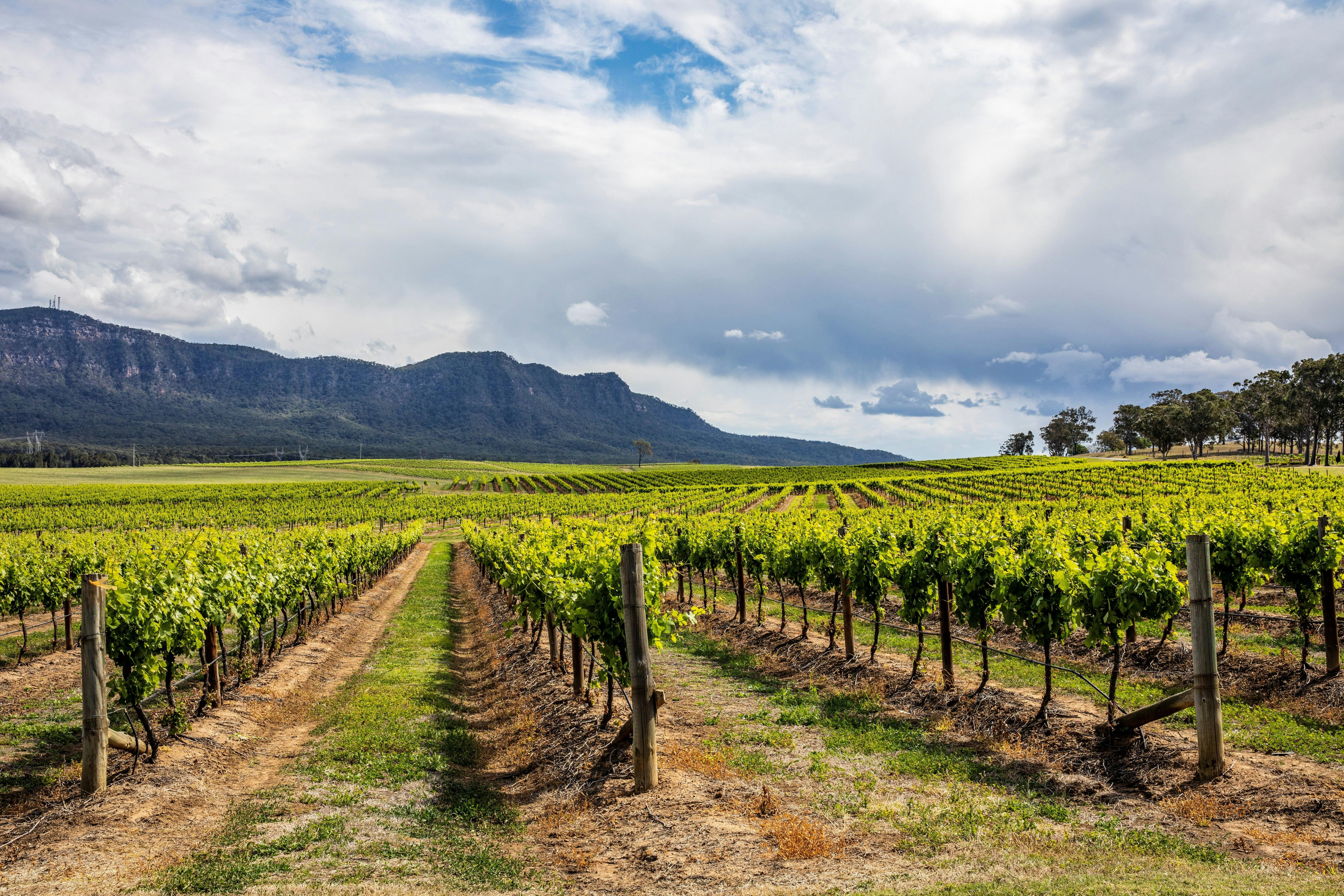 Autopia Tours - Hunter Valley - Scenic views across a vineyard