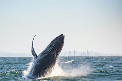 Whale Watching Gold Coast