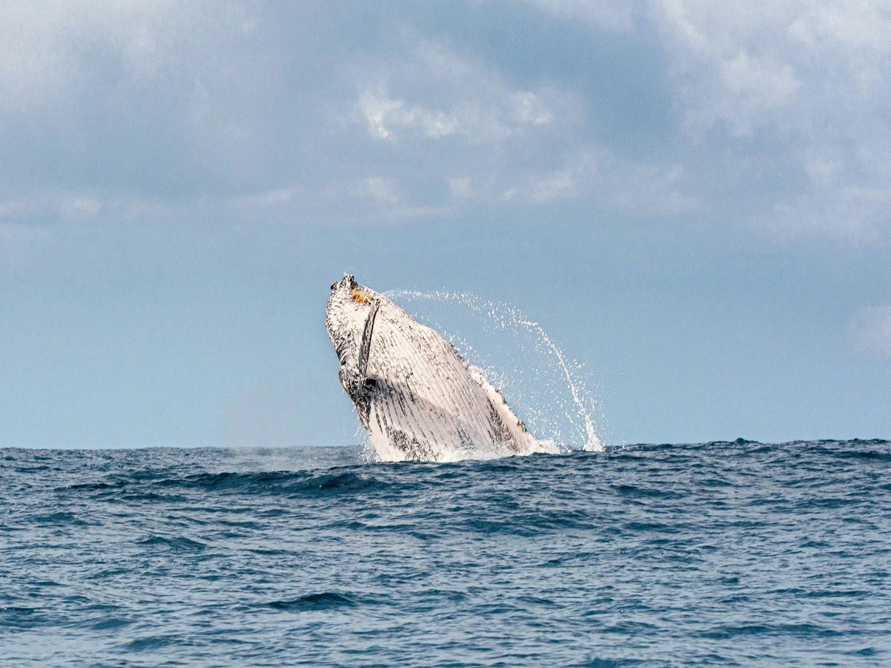 The Breach