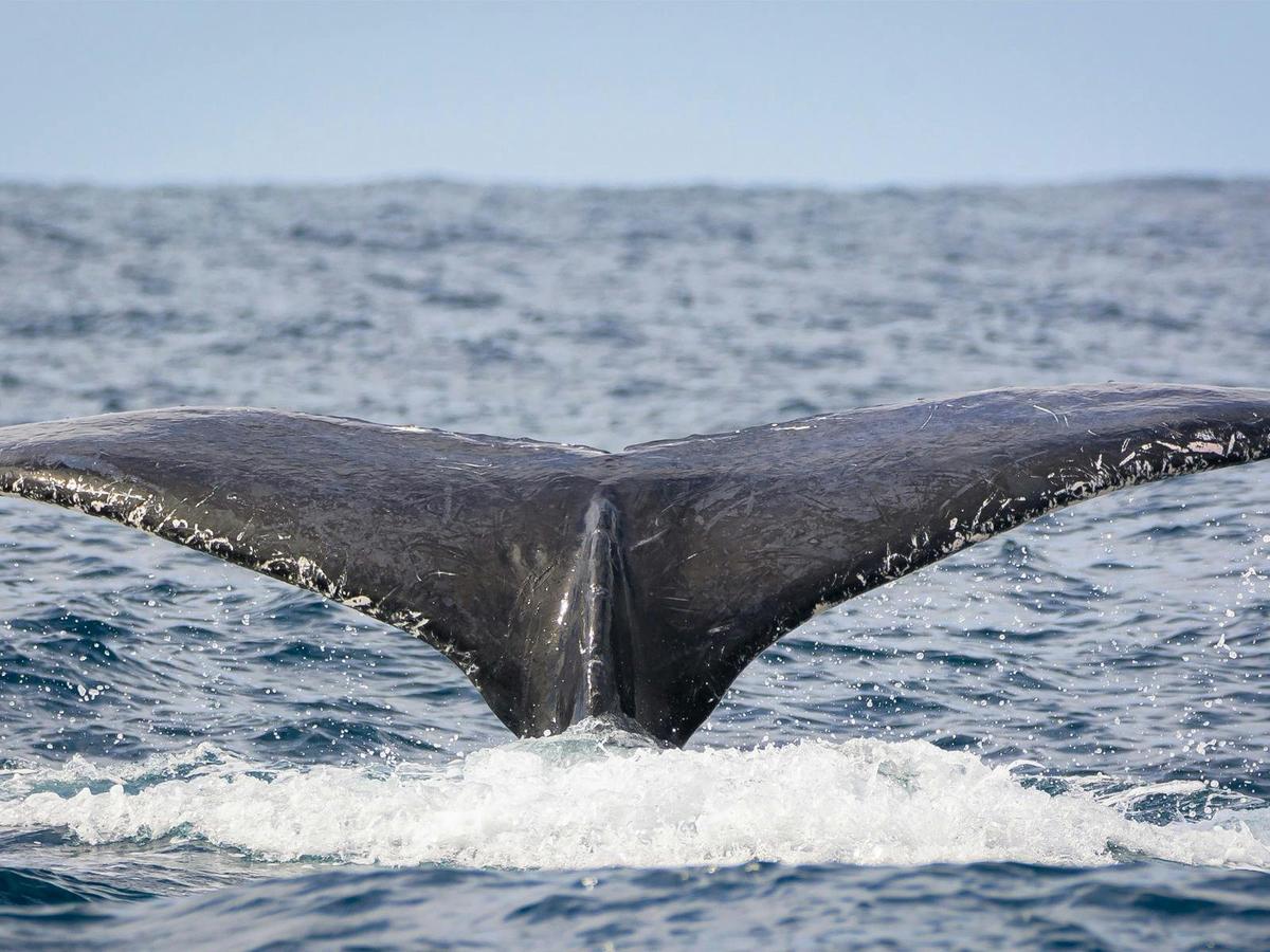 Whale Watching Gold Coast