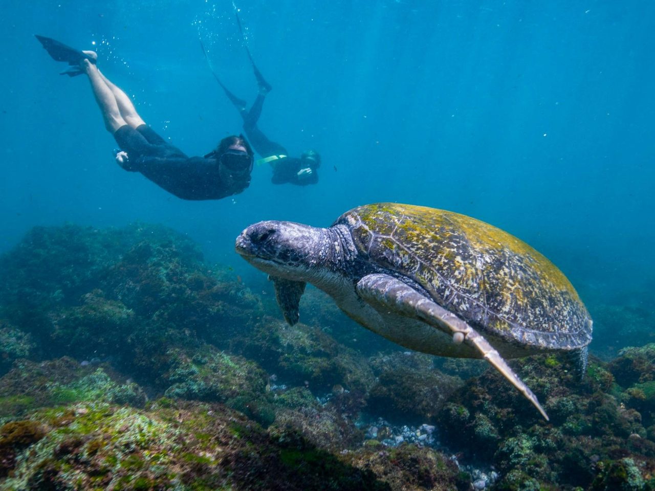 A very relaxed Green sea turtle.