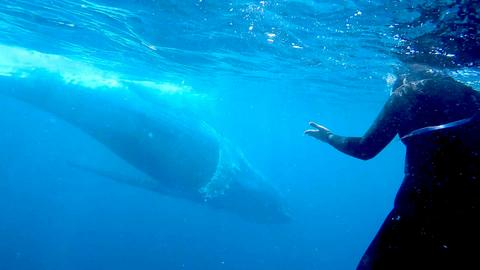Swim with Whales
