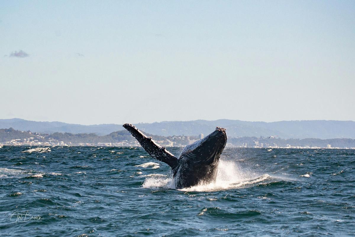 Whale Watching Gold Coast