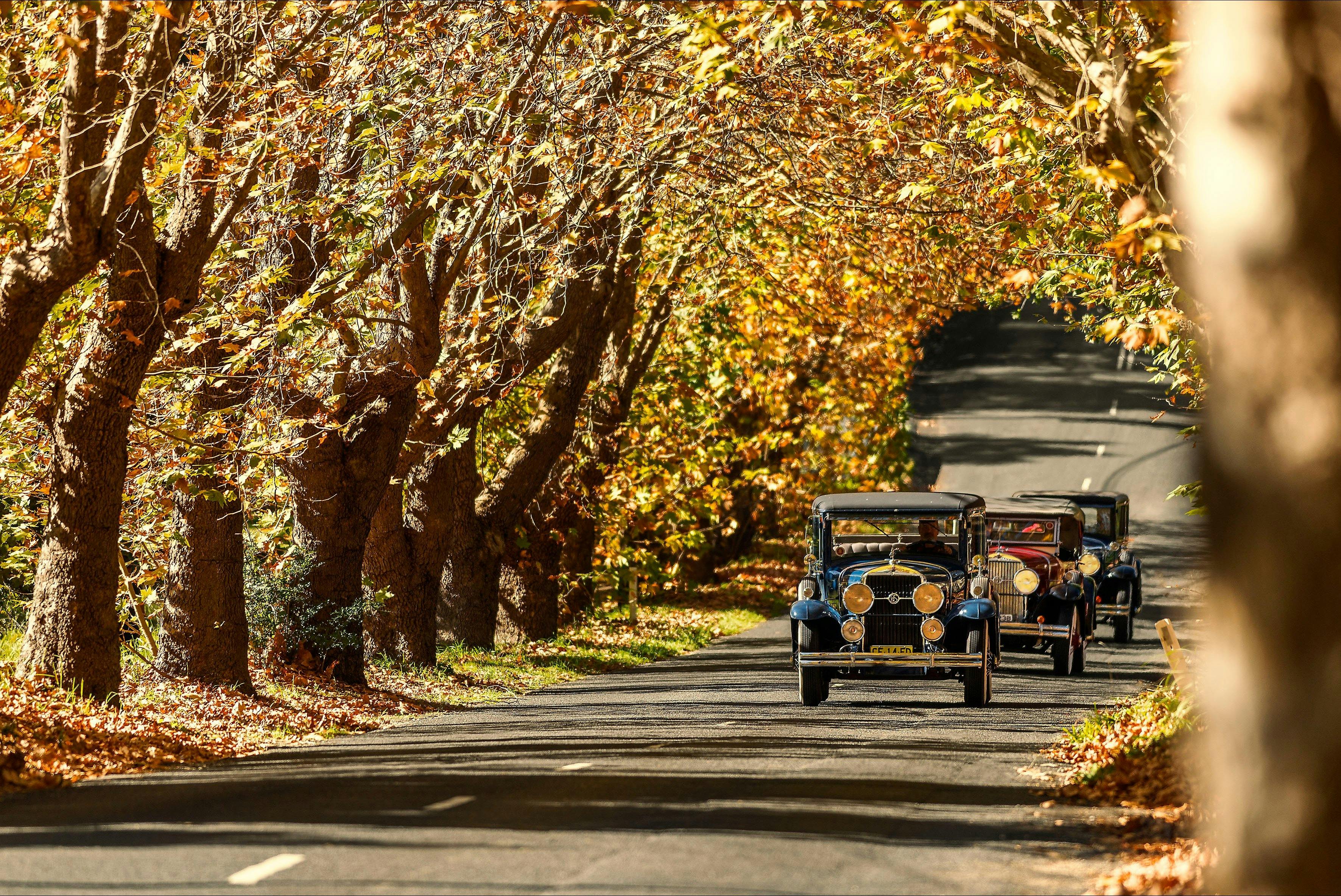 The fleet of 1929 Cadillac LaSalles of Blue Mountains Vintage Cadillacs