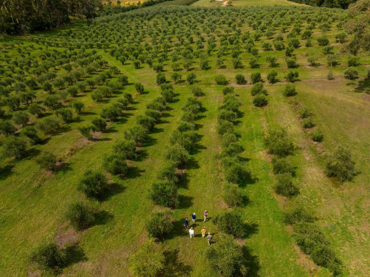 Olive Grove on Farm Trail Tour in Orange