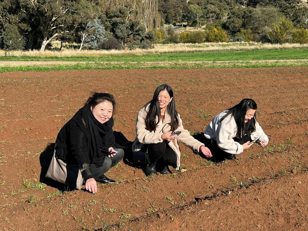 3 ladies picking saffron