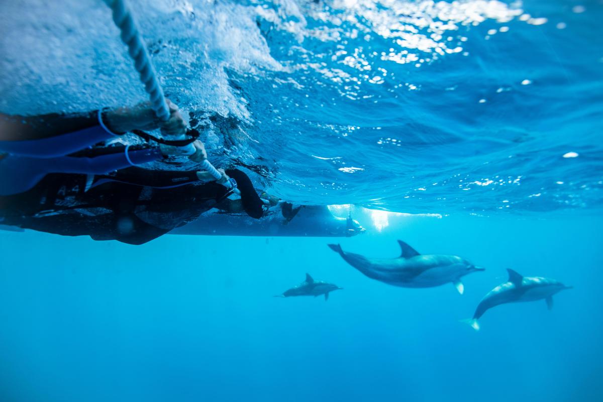 Dolphin Swim Australia
