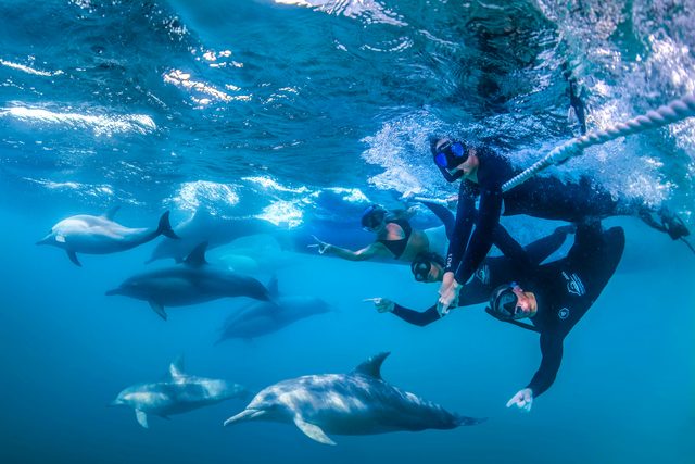 Dolphin Swim Australia