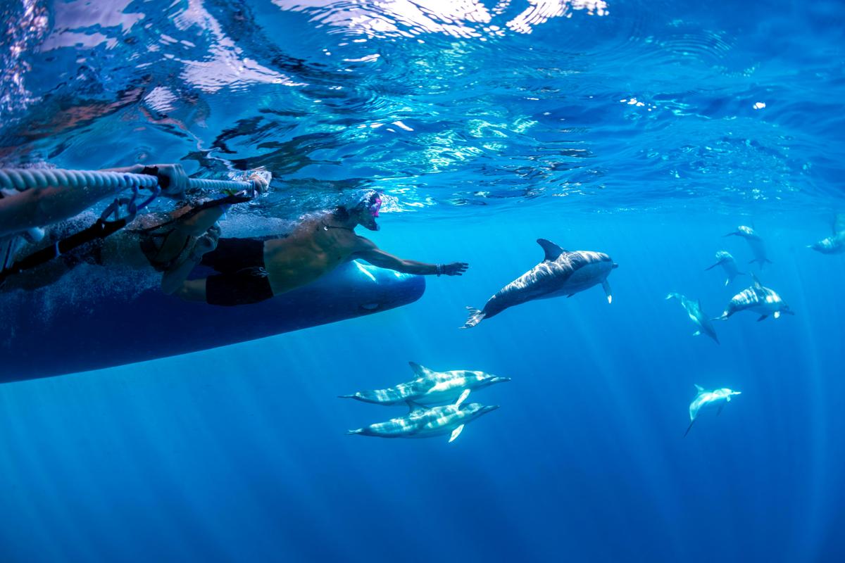 Swimming with Dolphins