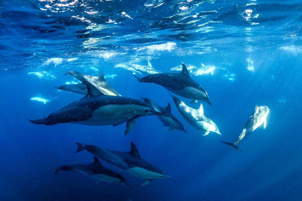 Common Dolphins
