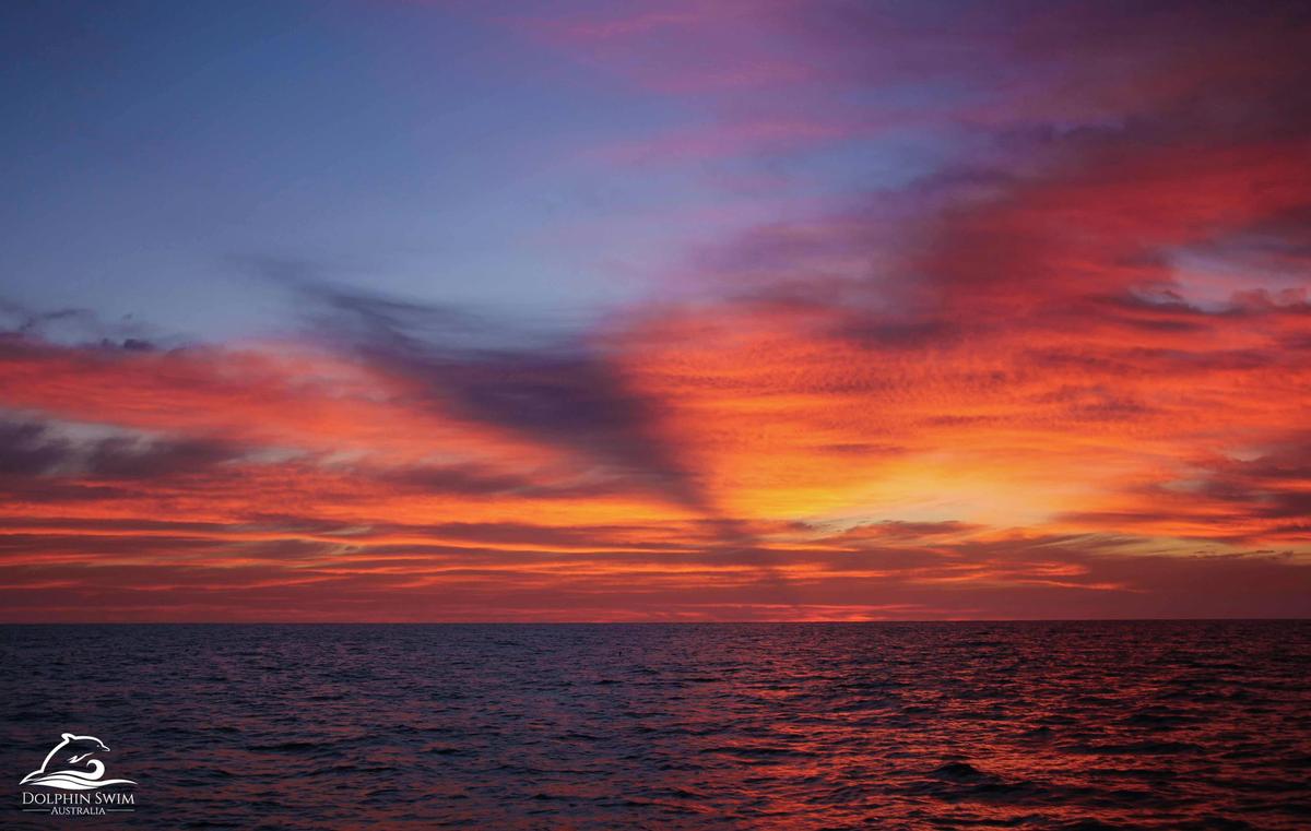 Dolphin Swim Australia