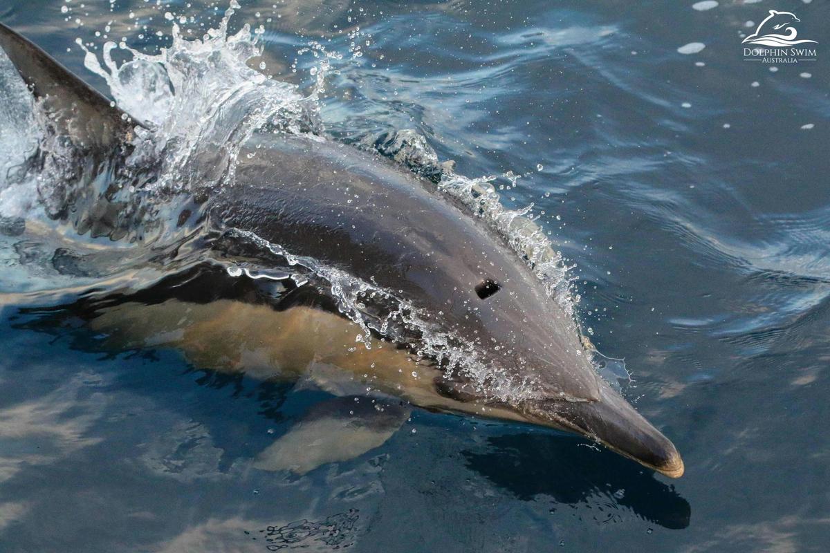 Dolphin Swim Australia