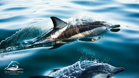 Wild Dolphin Watch