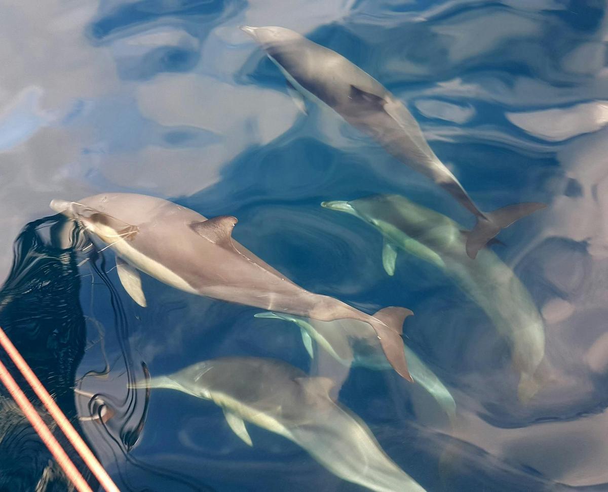 Close up dolphins in glassy conditions.