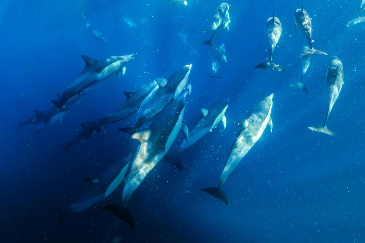 Common Dolphins below