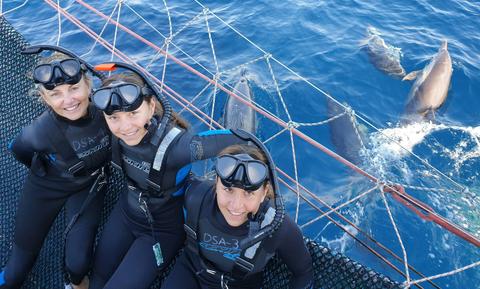 Dolphin Swim Australia