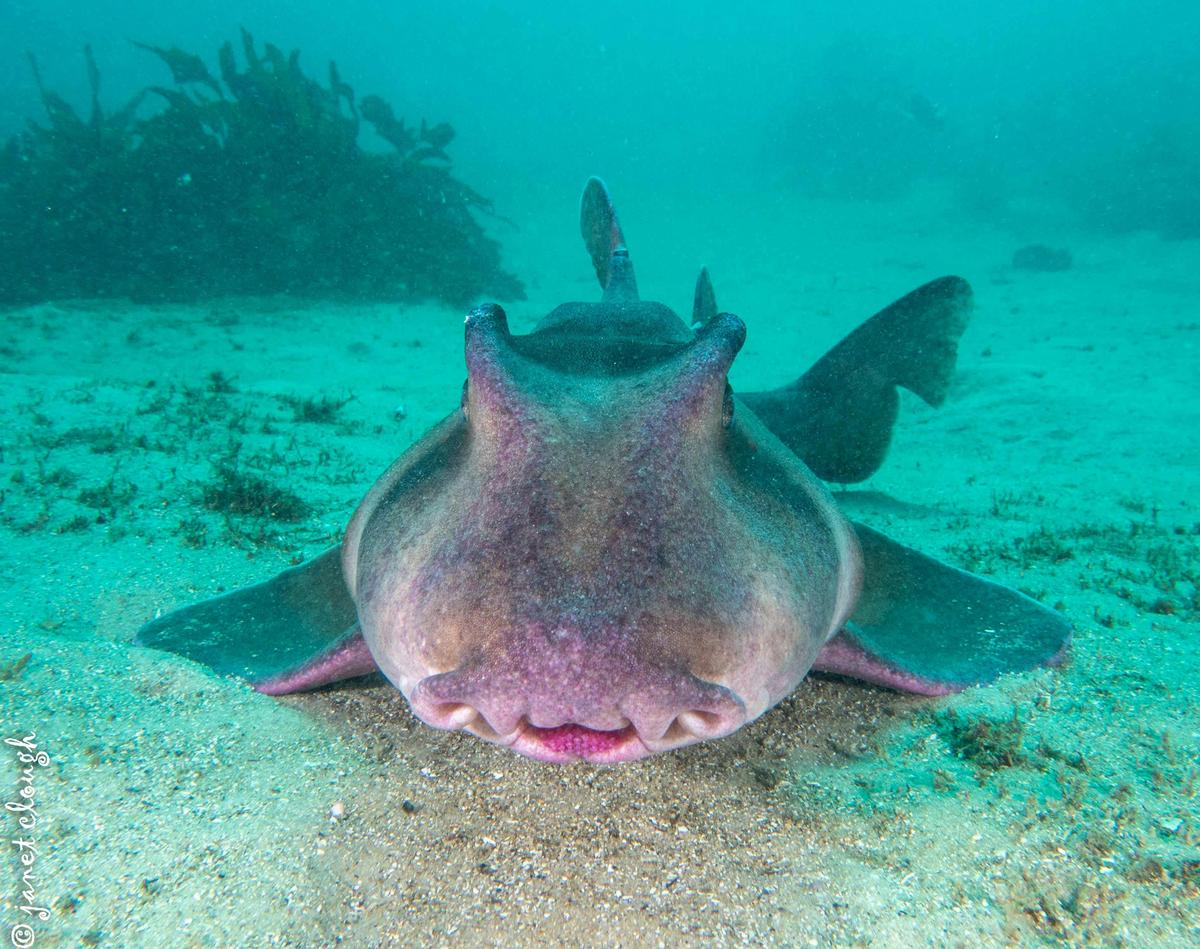 Dive with local aquatic life, right on our doorstep