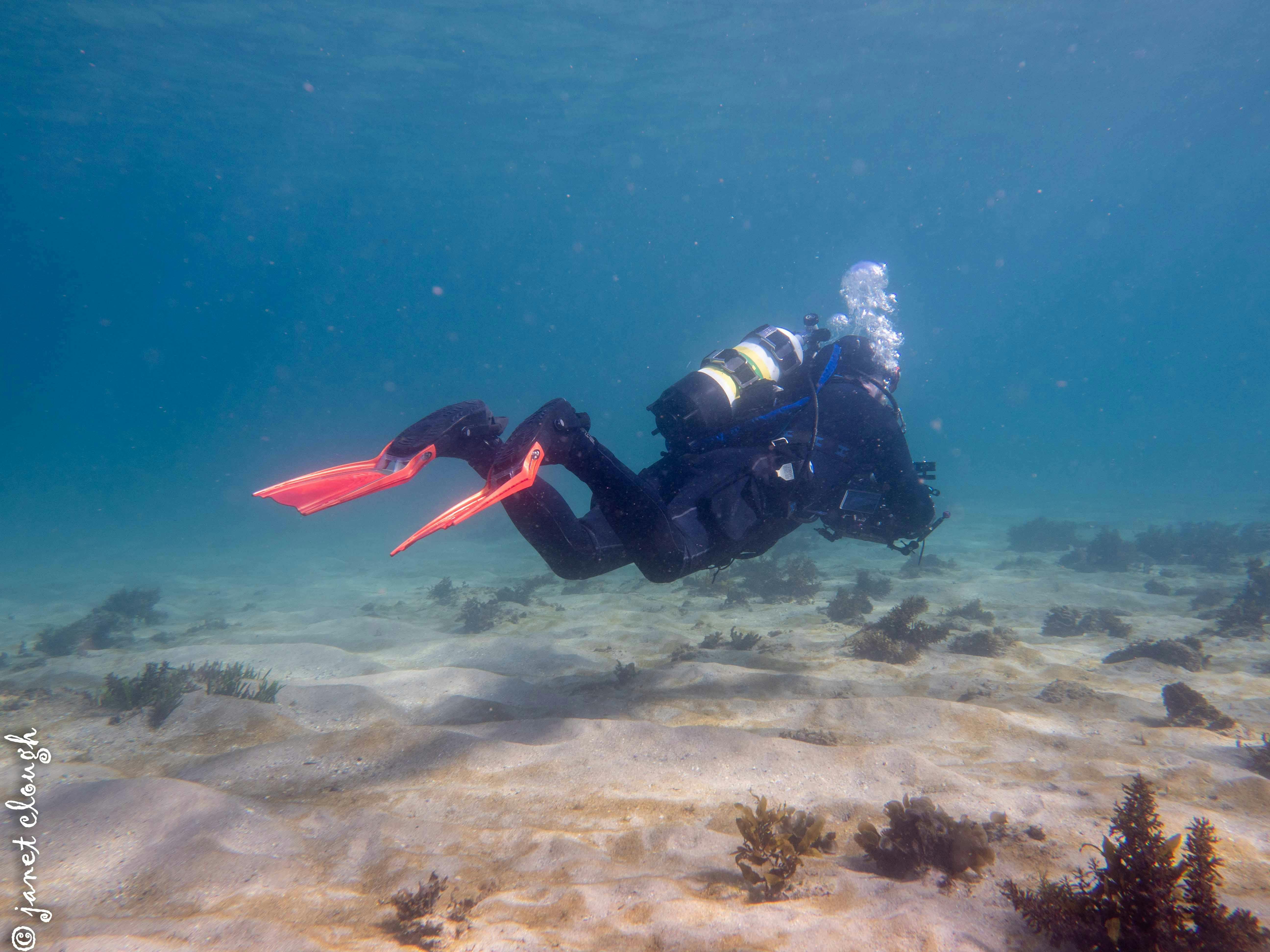 Diving at Dive Centre Manly's local aquatic reserve