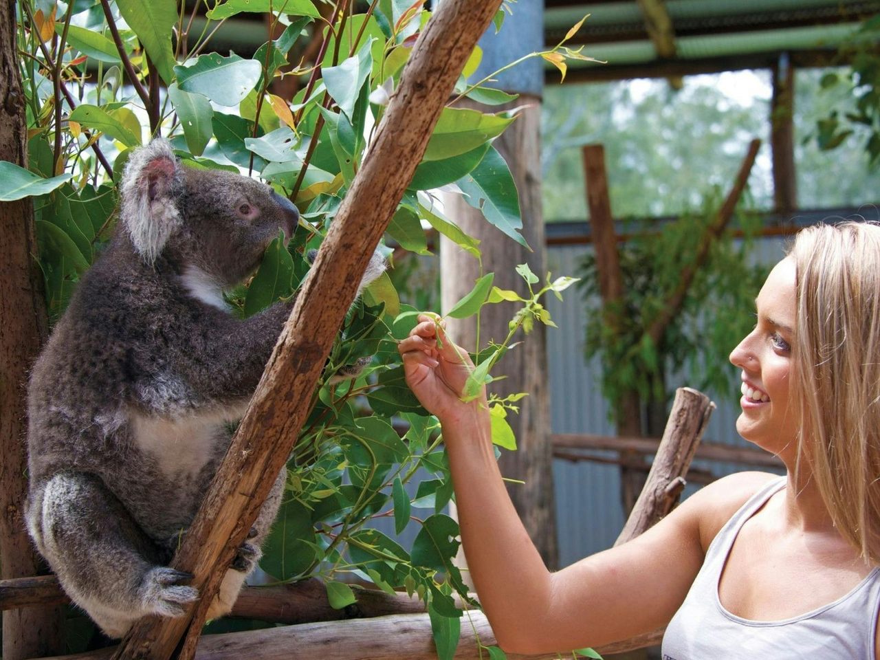 Private Blue Mountains Tour