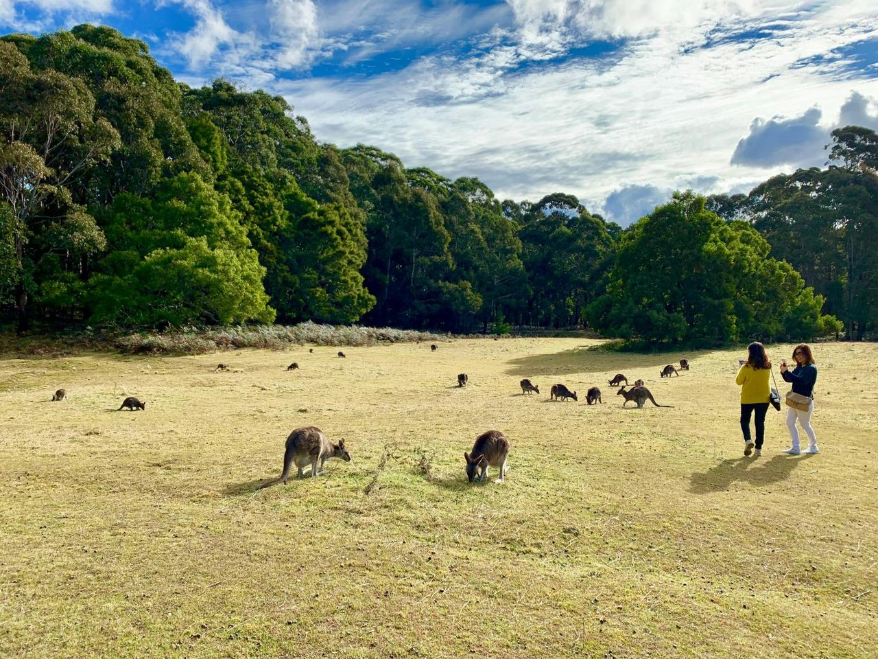 Private Jenolan Caves Tour w/ Blue Mountains
